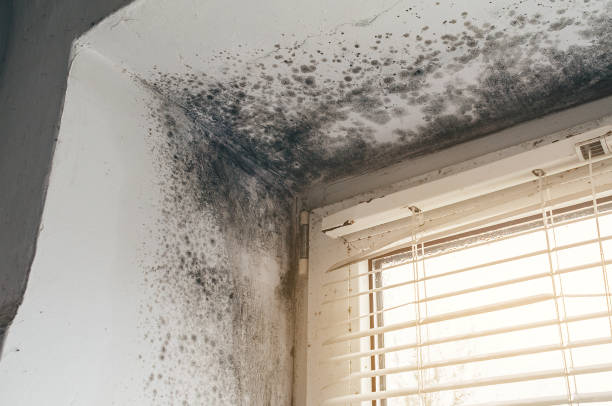 Affordable Attic Mold Remediation solutions in Fulton, MD